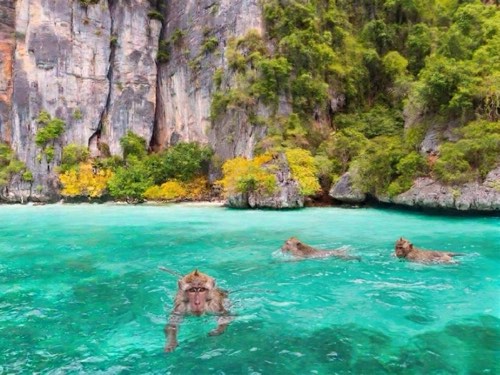 Monkey Bay